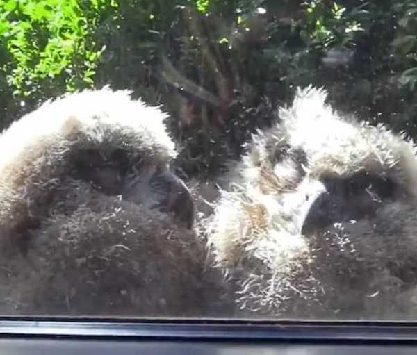 Un hibou, une chouette et leurs petits s’installent devant sa fenêtre, ils regardent tous la télévision
