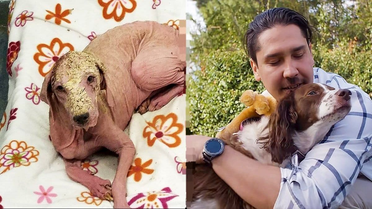 Un homme sauve un chien affamé dans le désert, sa transformation 1 an plus tard est impressionnante