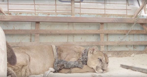 Un lion de cirque a été libéré après avoir vécu 20 ans dans une cage, sa réaction émouvante