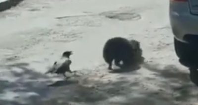 Un pigeon défend un chat attaqué par un autre « chat »