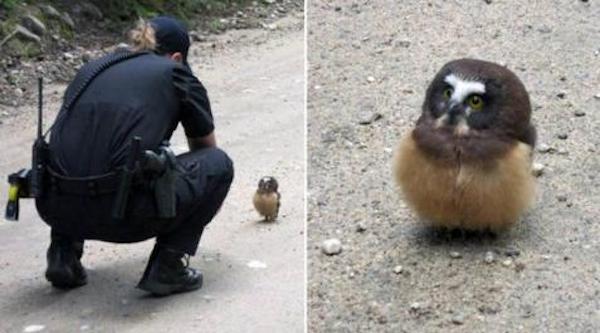 Un policier trouve un bébé hibou au milieu de la route, une rencontre inédite