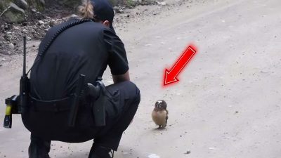 Un policier trouve un bébé hibou au milieu de la route, une rencontre inédite