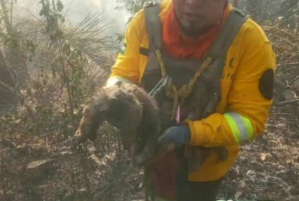 Un pompier vient au secours d’un tamanoir lors d’un terrible incendie, un sauvetage incroyable
