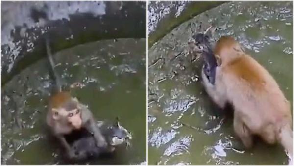 Un singe sauve un chat coincé dans un puits, un moment incroyable capturé en images