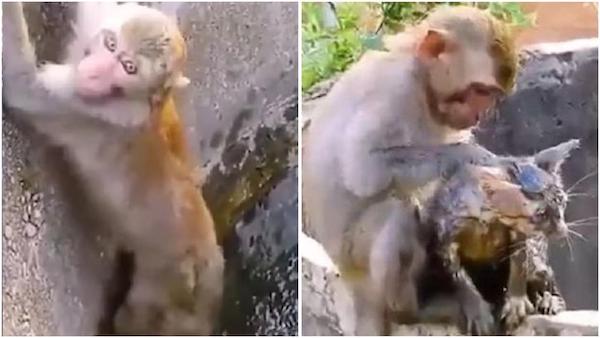 Un singe sauve un chat coincé dans un puits, un moment incroyable capturé en images