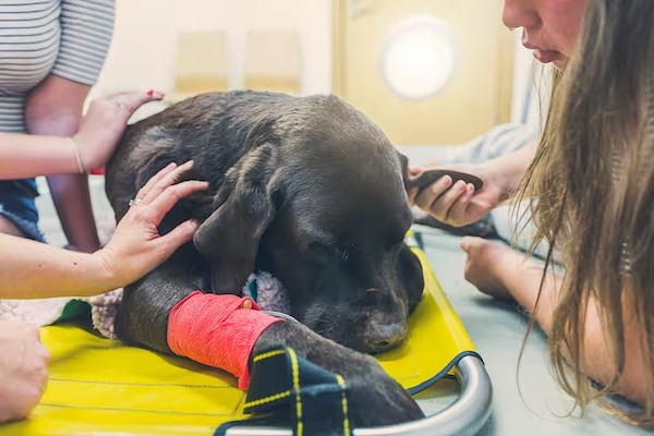 Un vétérinaire révèle aux maîtres de chiens ce qu'ils ressentent quand ils meurent et les fait pleurer