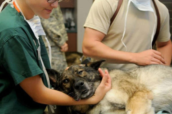 Un vétérinaire révèle aux maîtres de chiens ce qu'ils ressentent quand ils meurent et les fait pleurer