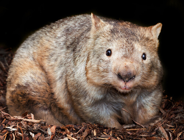 Un wombat australien meurt de dépression après plusieurs jours sans contact avec les touristes