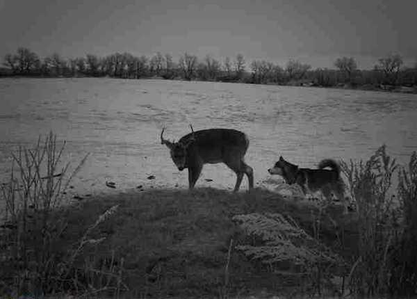 Une caméra a filmé une chienne errante et un cerf dans la forêt, les images sont impensables