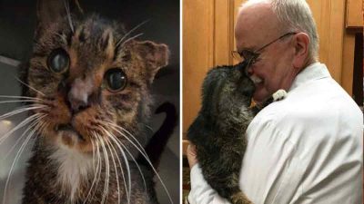 Une chatte de 15 ans reçoit pour la 1re fois un câlin, sa réaction est bouleversante