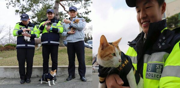 Cette chatte choisit d’accoucher dans un poste de police, elle devient un membre officiel du commissariat
