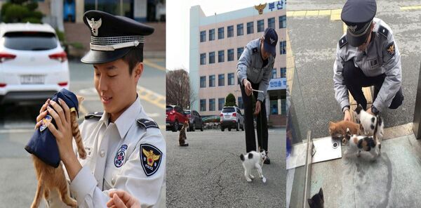 Cette chatte choisit d’accoucher dans un poste de police, elle devient un membre officiel du commissariat