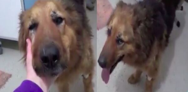 Une chienne abandonnée dans la neige a ému aux larmes les vétérinaires qui l'ont secourue