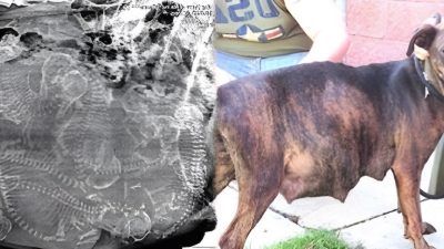 Une chienne enceinte refuse d'accoucher, elle voit son échographie et est sidérée