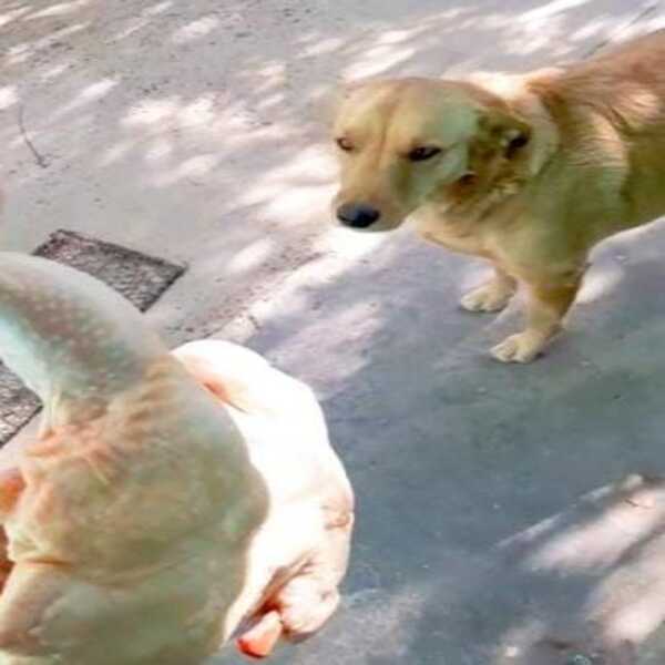 Un chien surprend en volant un poulet entier comme cadeau pour sa maman