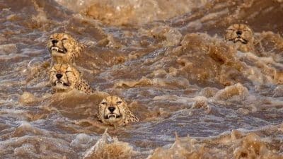 Une famille de guépards traverse une rivière remplie de crocodiles, une scène impressionnante