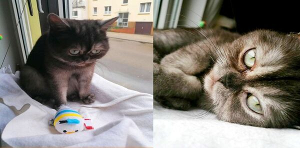 Elle adopte une chatte que personne ne voulait adopter à cause de son visage triste