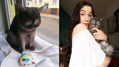 Elle adopte une chatte que personne ne voulait adopter à cause de son visage triste