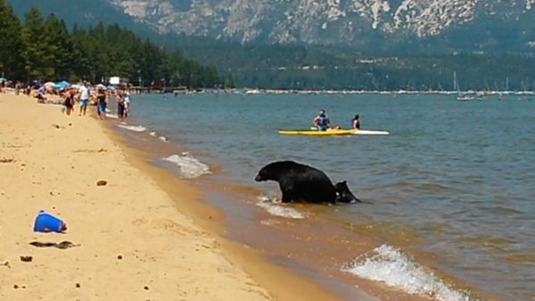 Une ourse emmène ses petits se baigner dans un lac, les baigneurs sidérés