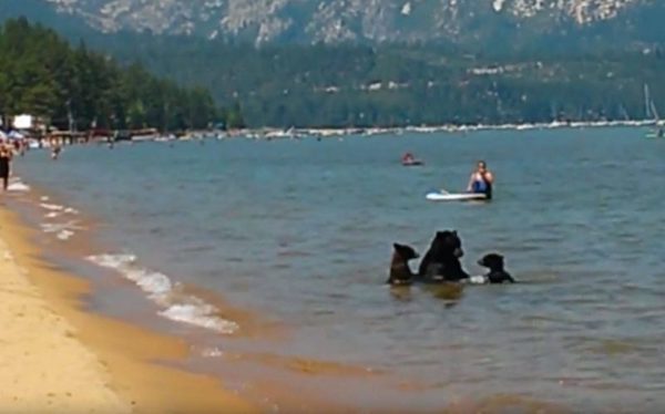 Une ourse emmène ses petits se baigner dans un lac, les baigneurs sidérés