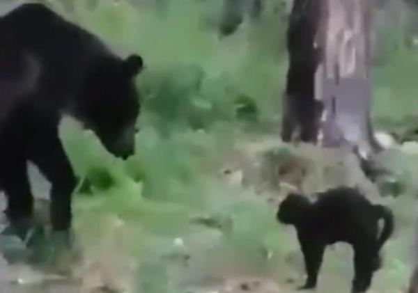 Vasya, le chat courageux qui a affronté un ours pour défendre ses maîtres