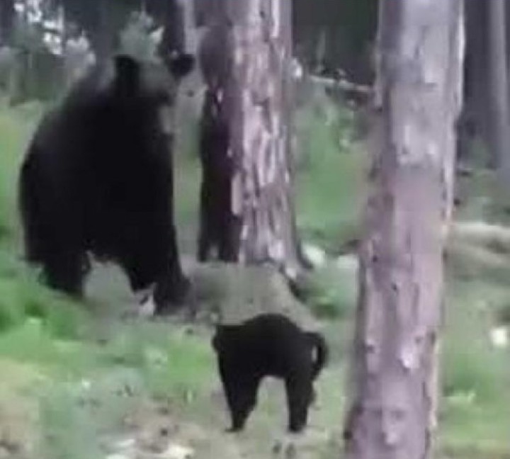 Vasya, le chat courageux qui a affronté un ours pour défendre ses maîtres