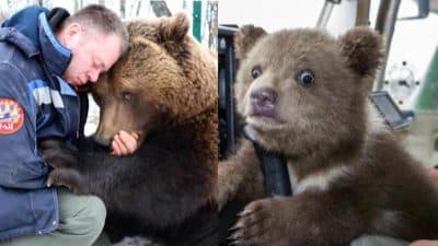 Voici ce qu'est devenu l'ourson Mansur retrouvé il y a 5 ans dans un aéroport