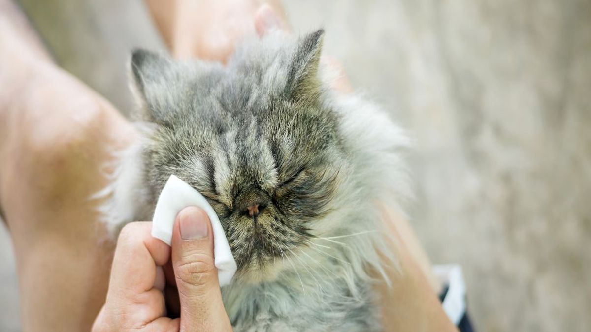 Voici la meilleure méthode pour nettoyer les yeux d'un chat