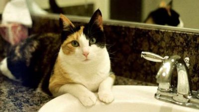 Voici pourquoi les chats aiment vous suivre dans la salle de bain selon des chercheurs scientifiques