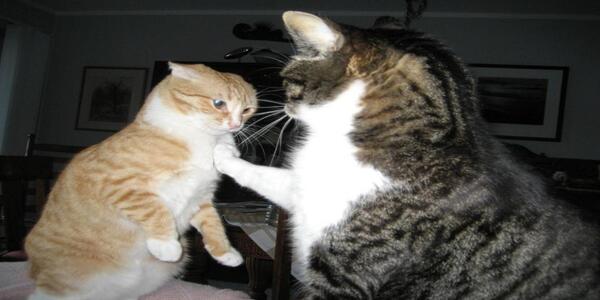 Votre chat attaque votre autre chat : comment réagir et rétablir l'harmonie