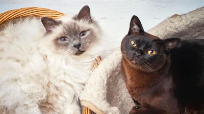 Votre chat attaque votre autre chat : comment réagir et rétablir l'harmonie
