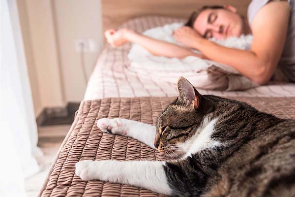 Votre chat préfère-t-il une personne à la maison ? 5 signes qui le trahissent