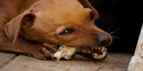 Votre chien a mangé des os de poulet ? Voici comment réagir au plus vite