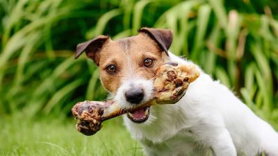 Votre chien a mangé des os de poulet ? Voici comment réagir au plus vite