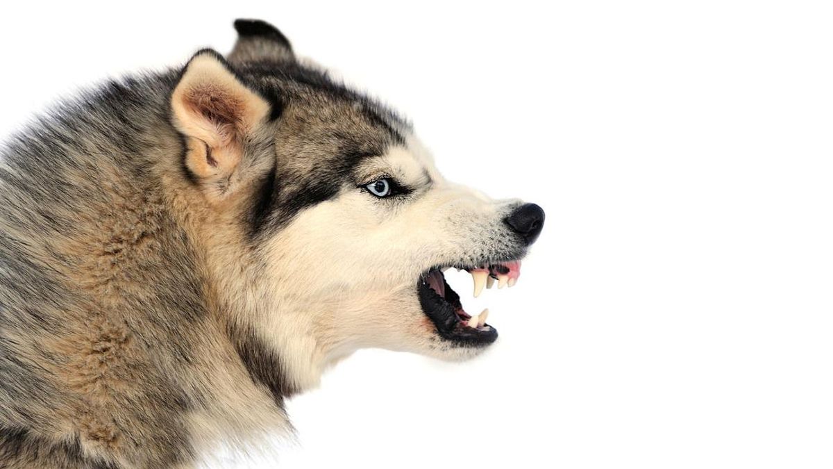 Votre chien est agressif : les causes possibles et comment réagir