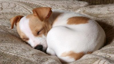 Votre chien tremble quand il dort ? Voici les raisons