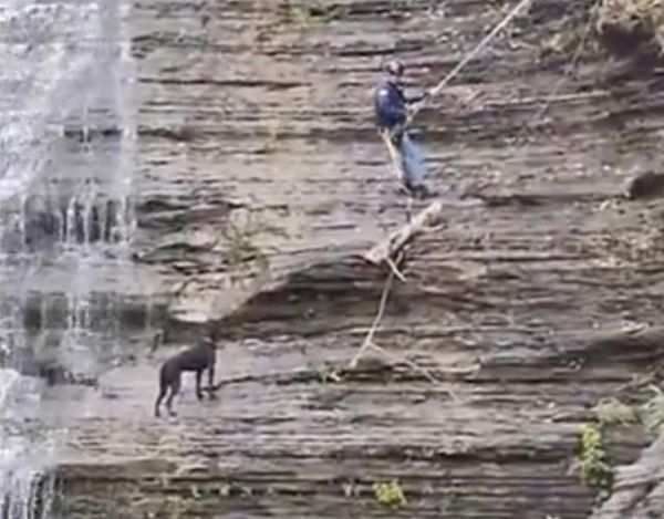 2 chiens sont piégés dans une cascade, les pompiers obligés d’intervenir