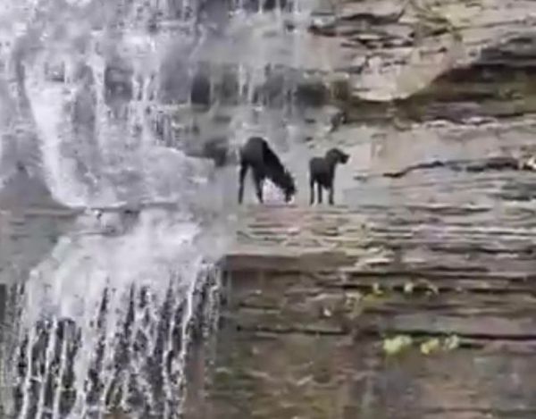 2 chiens sont piégés dans une cascade, les pompiers obligés d’intervenir