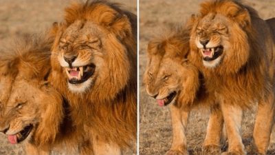 2 lions sont photographiés au Kenya alors qu’ils éclatent de rire, une scène inédite