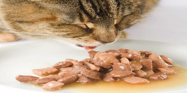 3 aliments toxiques pour les chats à absolument bannir de leur alimentation