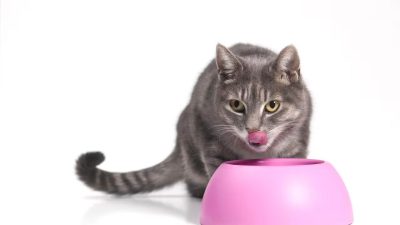 3 aliments toxiques pour les chats à absolument bannir de leur alimentation