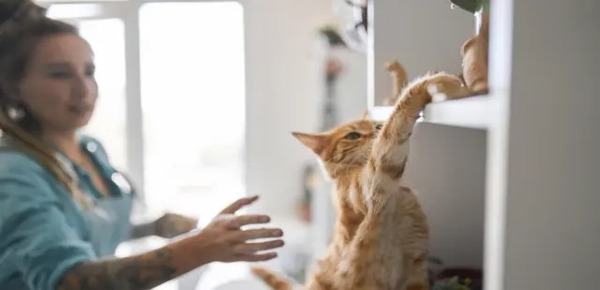 3 raisons étonnantes pour lesquelles les chats adorent jeter les objets posés sur la table par terre