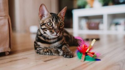 3 raisons étonnantes pour lesquelles les chats adorent jeter les objets posés sur la table par terre