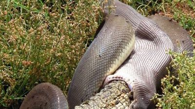 L'exploit surprenant d'un python australien battant un crocodile géant au terme d'un combat épique