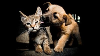 5 conseils pour faire cohabiter facilement des chiens et des chats ensemble