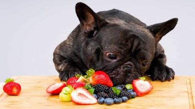 5 fruits que les chiens peuvent manger sans risque pour leur santé (photos)