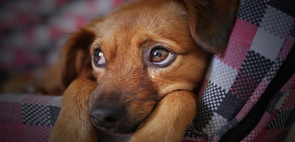6 symptômes qui révèlent que votre chien se sent très seul