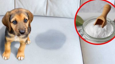 7 astuces magiques pour éliminer efficacement l'odeur d'urine d’un chien