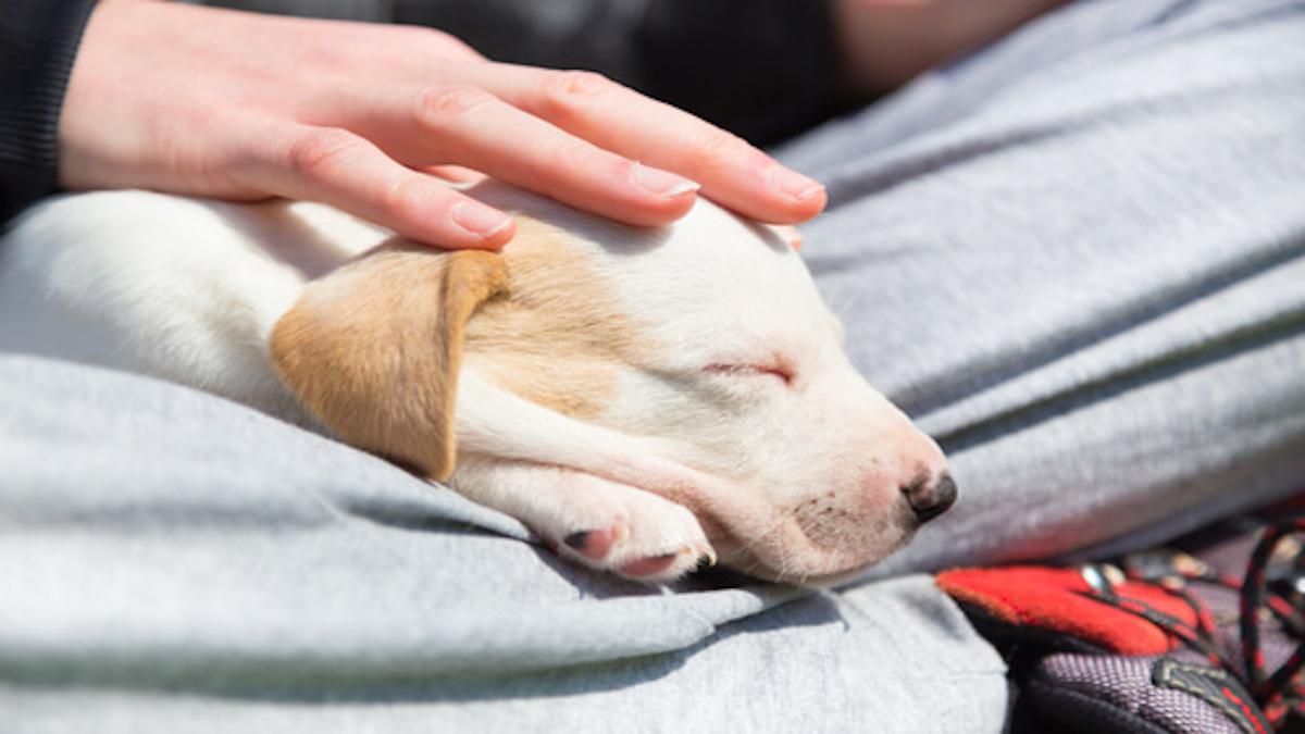 Le secret de l’amour entre les chiens et leurs maîtres dévoilé par des scientifiques japonais