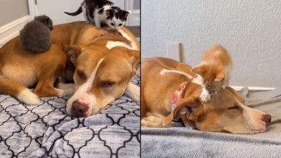 Cette chienne Pitbull devient la mère d’une dizaine de chatons, magnifique